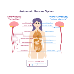 Illustration of the Autonomic Nervous System